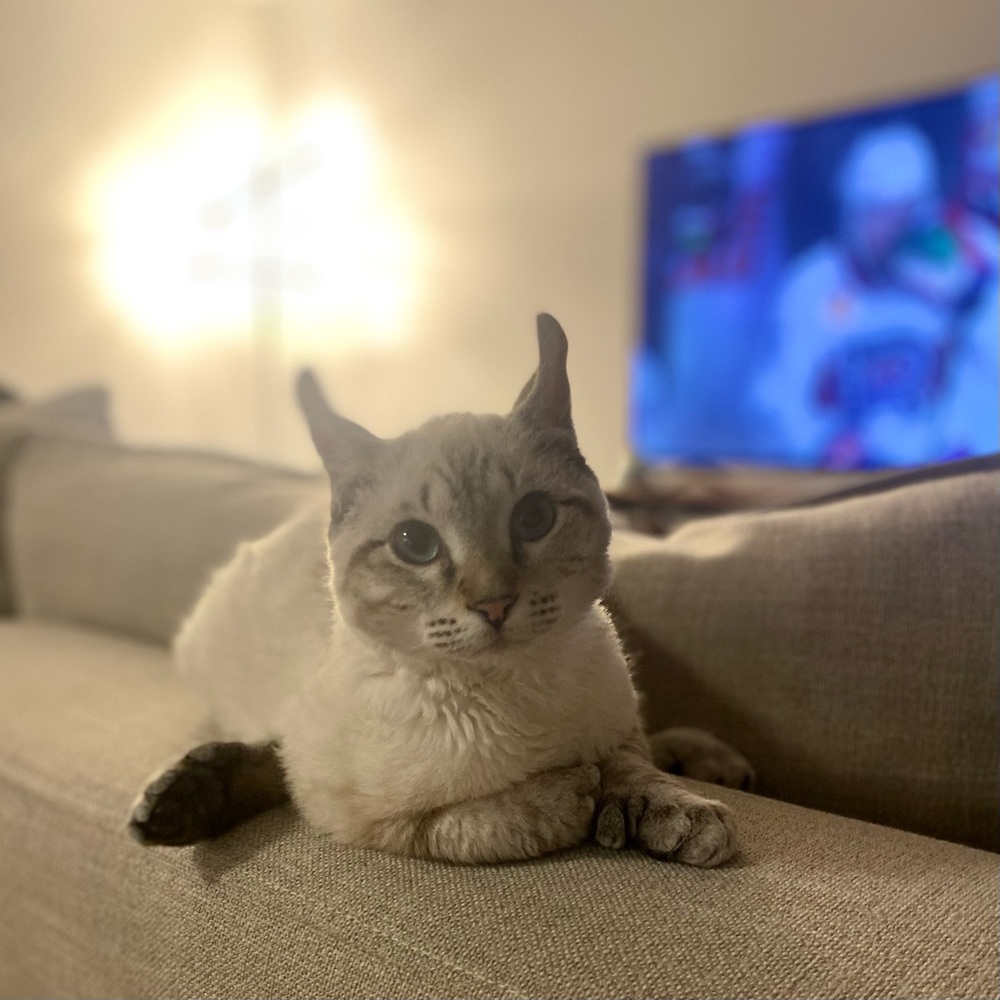 Free cat smile